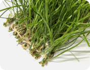 KOLON GLOTECH | Competition hybrid grass Turf Model Front